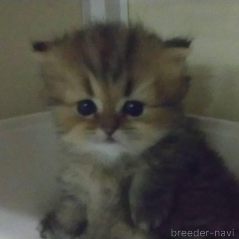 販売中の愛知県のペルシャ(チンチラ)-134013