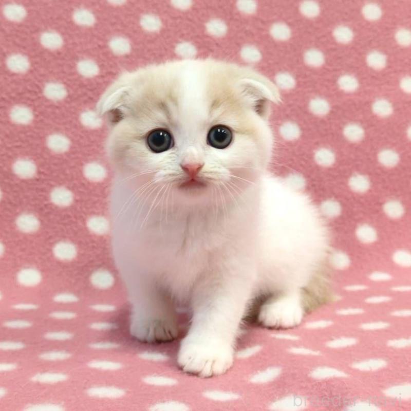 販売中の愛知県のスコティッシュフォールド(折れ耳)-134957の3枚目