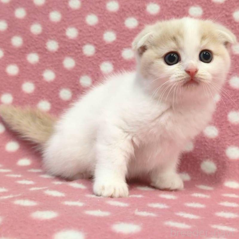 販売中の愛知県のスコティッシュフォールド(折れ耳)-134957の2枚目