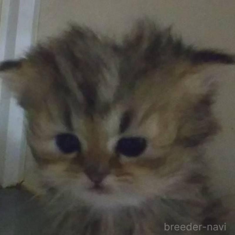 販売中の愛知県のペルシャ(チンチラ)-134014