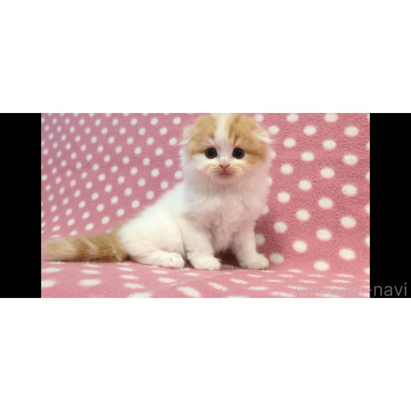 販売中の愛知県のスコティッシュフォールド(折れ耳)-134958の3枚目