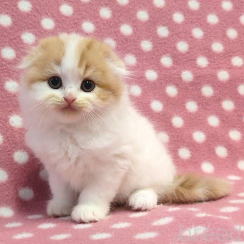 販売中の愛知県のスコティッシュフォールド(折れ耳)-134958