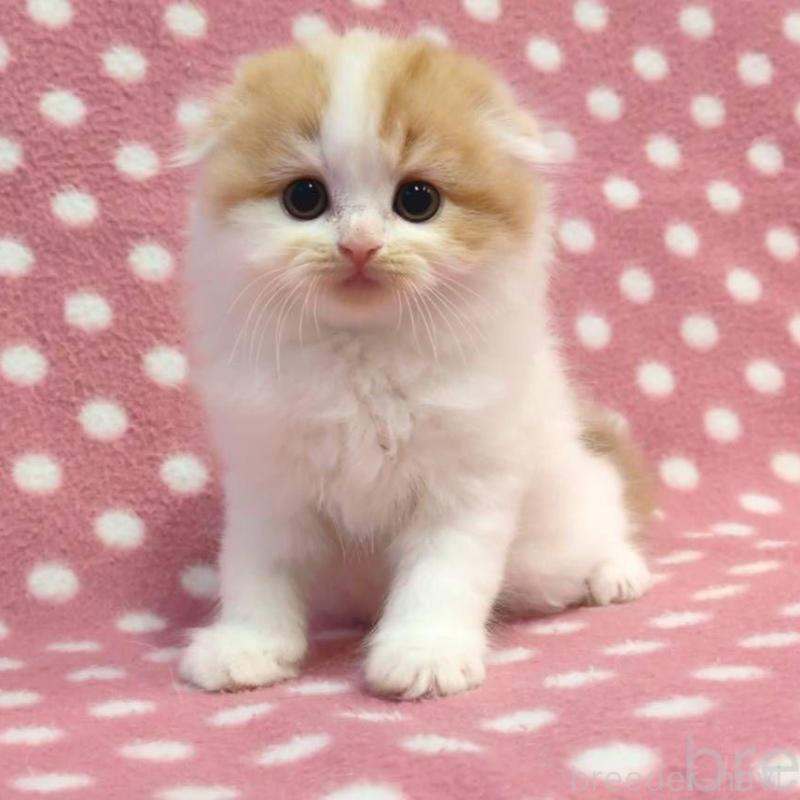 販売中の愛知県のスコティッシュフォールド(折れ耳)-134958の2枚目