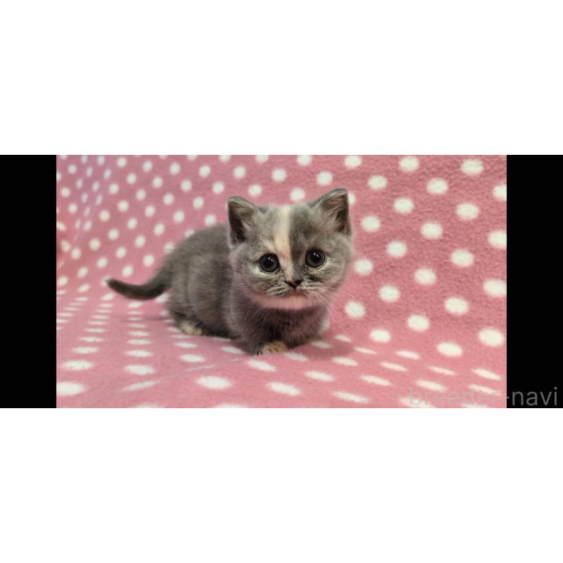 販売中の愛知県のマンチカン(短足)-134959の3枚目