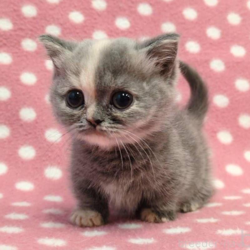 販売中の愛知県のマンチカン(短足)-134959の2枚目