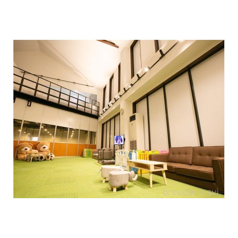 販売中の茨城県のマンチカン-135082の12枚目