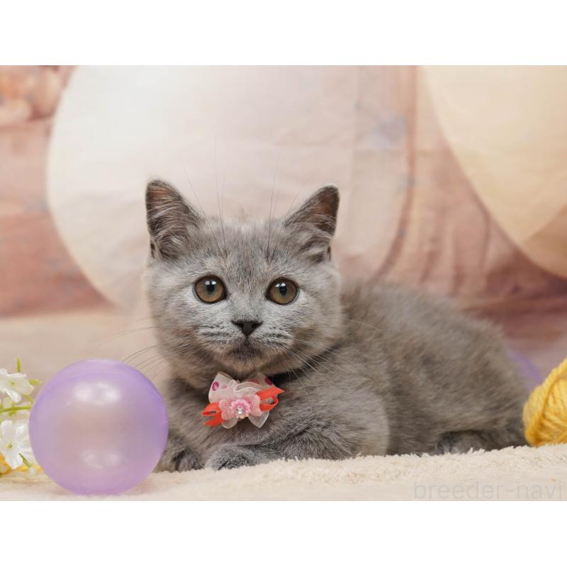 販売中の茨城県のマンチカン-135082の11枚目