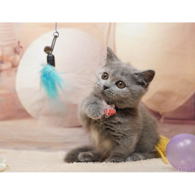 販売中の茨城県のマンチカン-135082の10枚目