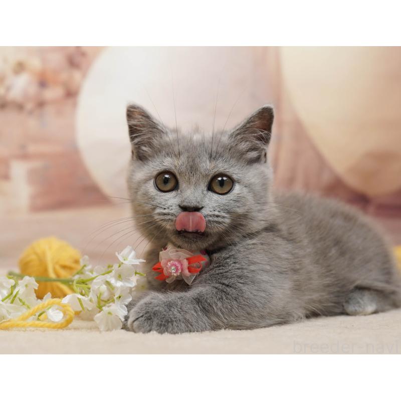 販売中の茨城県のマンチカン-135082の8枚目