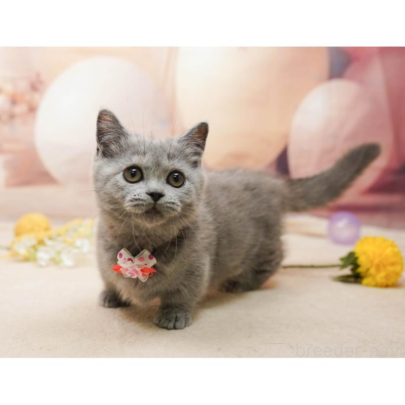 販売中の茨城県のマンチカン-135082の5枚目