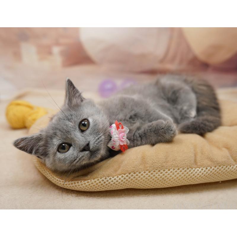 販売中の茨城県のマンチカン-135082の4枚目