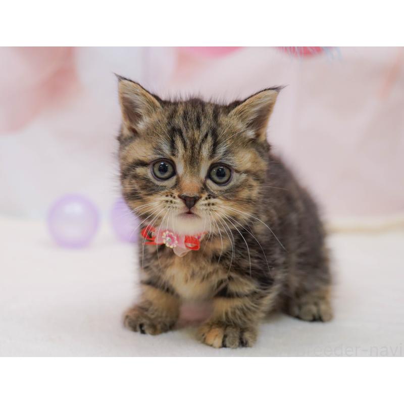 販売中の茨城県のマンチカン-135081の9枚目