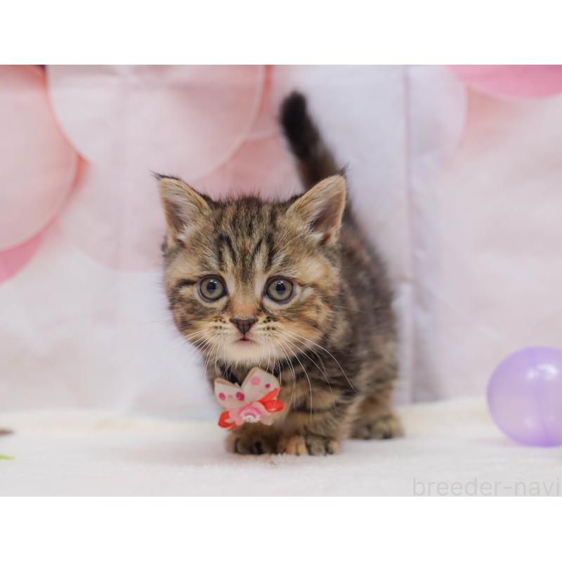 販売中の茨城県のマンチカン-135081の8枚目