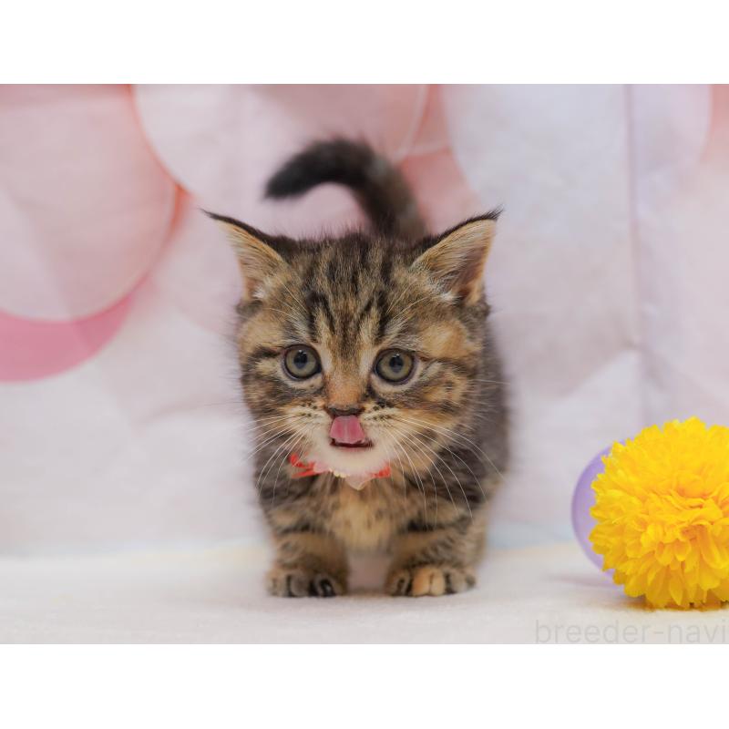 販売中の茨城県のマンチカン-135081の3枚目