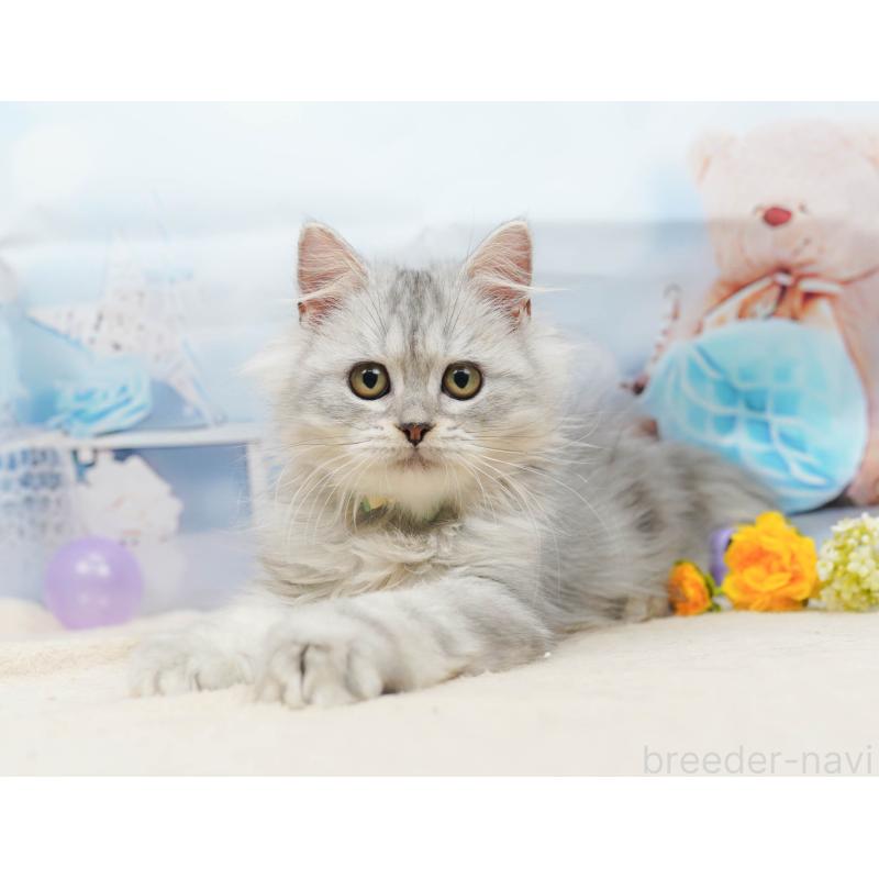 販売中の千葉県のラガマフィン-135076