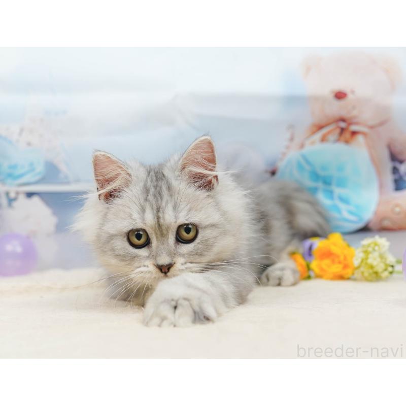 販売中の千葉県のラガマフィン-135076の3枚目