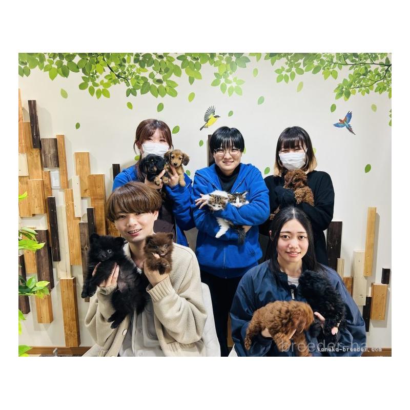 販売中の千葉県のラガマフィン-135075の12枚目