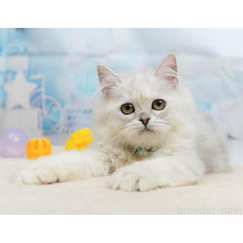 販売中の千葉県のラガマフィン-135075の1枚目