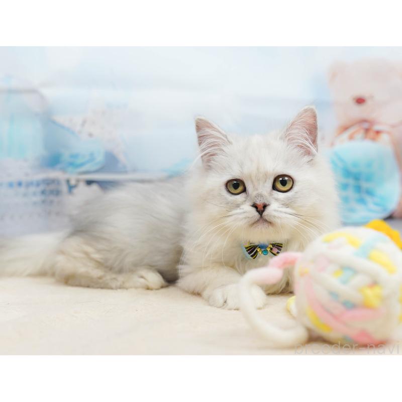 販売中の千葉県のラガマフィン-135075の11枚目