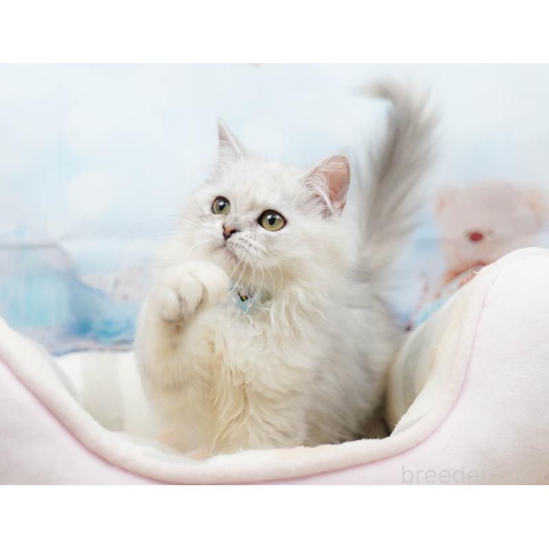 販売中の千葉県のラガマフィン-135075の10枚目