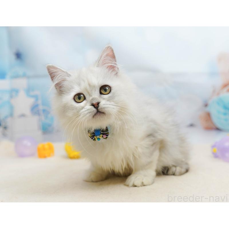 販売中の千葉県のラガマフィン-135075の9枚目