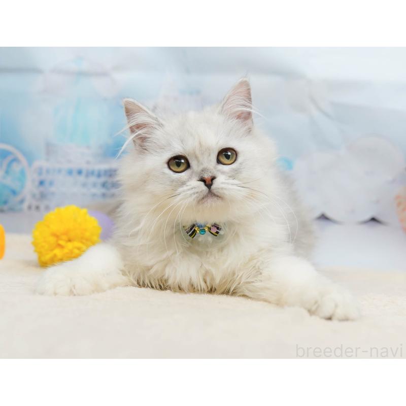 販売中の千葉県のラガマフィン-135075の8枚目