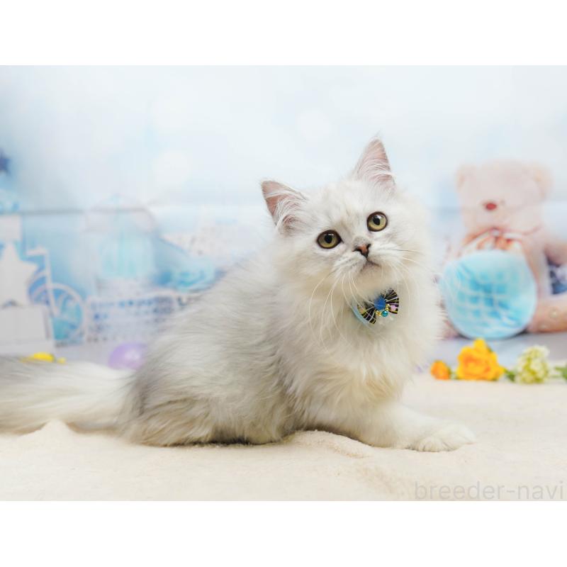 販売中の千葉県のラガマフィン-135075の7枚目