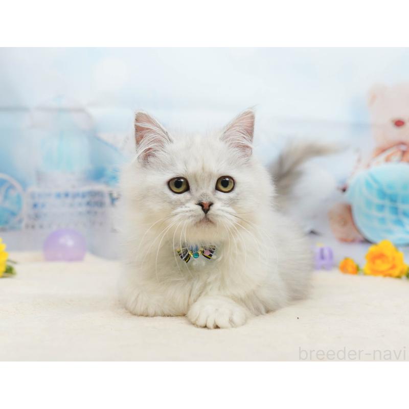 販売中の千葉県のラガマフィン-135075の6枚目