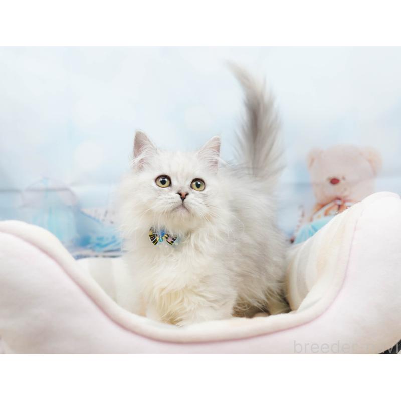 販売中の千葉県のラガマフィン-135075の5枚目