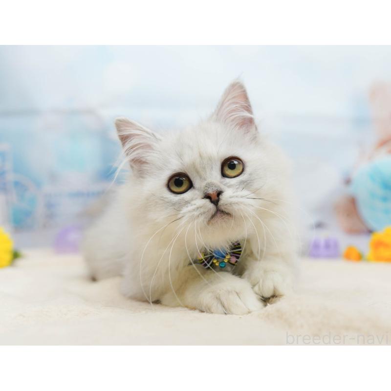 販売中の千葉県のラガマフィン-135075の4枚目