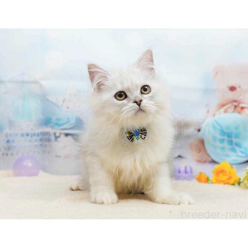 販売中の千葉県のラガマフィン-135075の3枚目