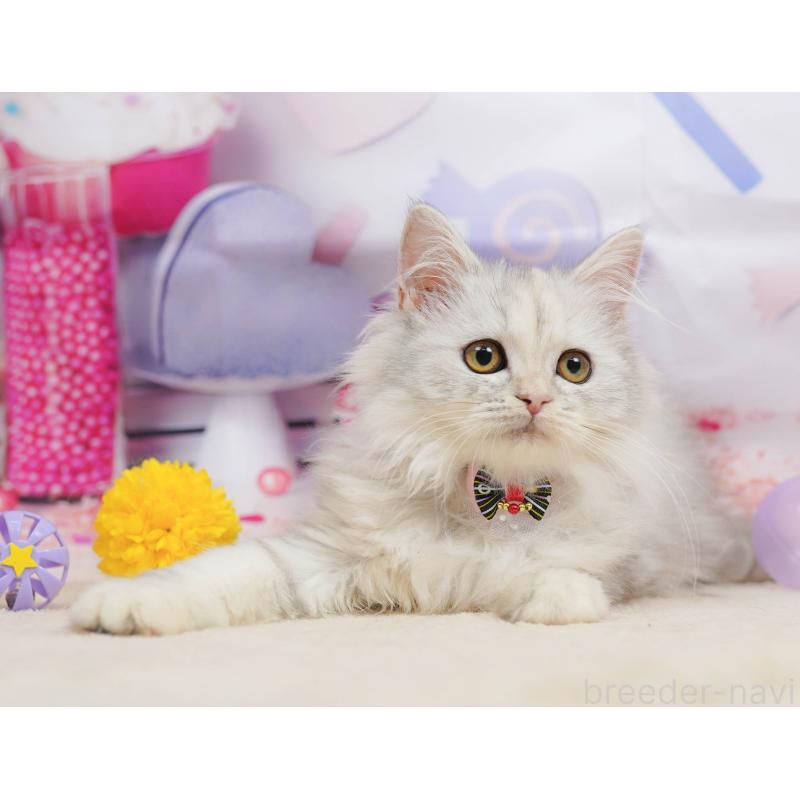 販売中の千葉県のラガマフィン-135074の6枚目