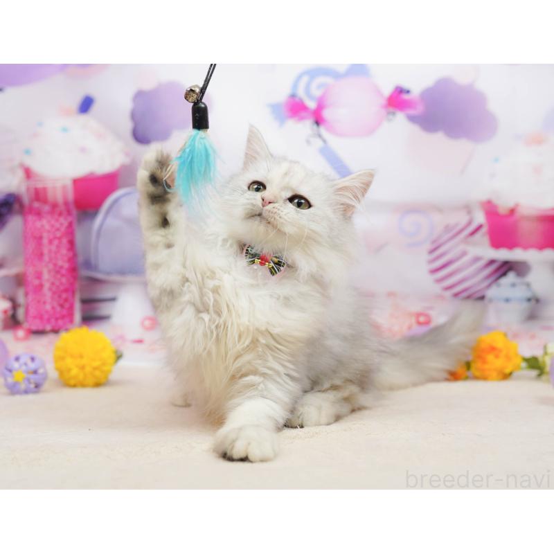 販売中の千葉県のラガマフィン-135074の5枚目