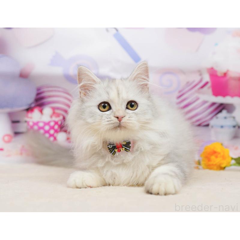 販売中の千葉県のラガマフィン-135074の4枚目