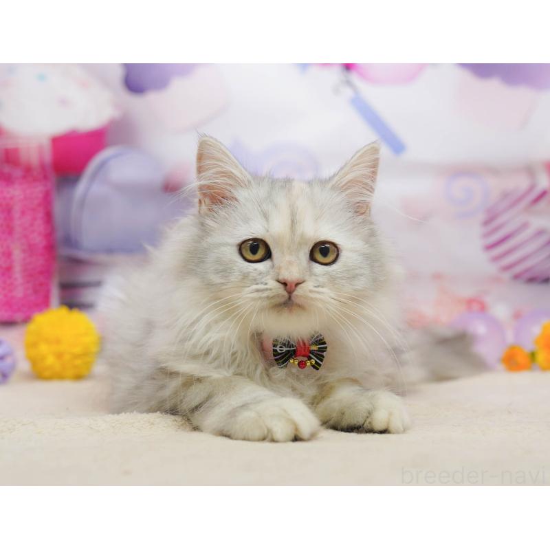 販売中の千葉県のラガマフィン-135074の3枚目