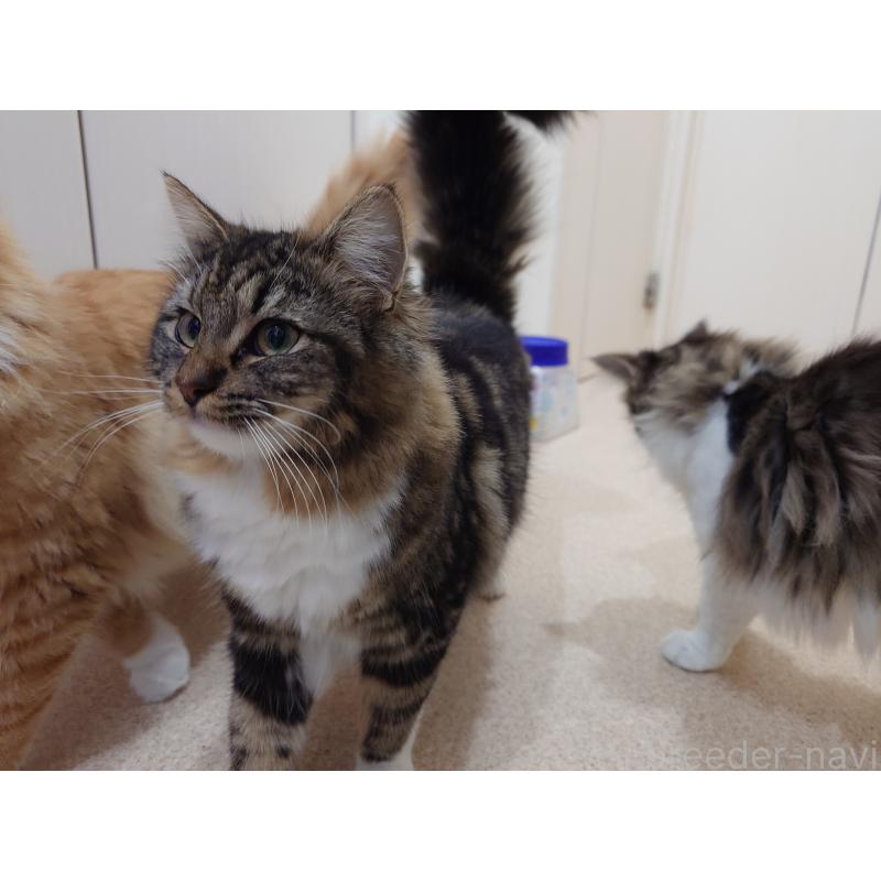 販売中の埼玉県のノルウェージャンフォレストキャット-118663の5枚目
