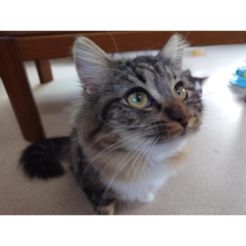 販売中の埼玉県のノルウェージャンフォレストキャット-118663の4枚目