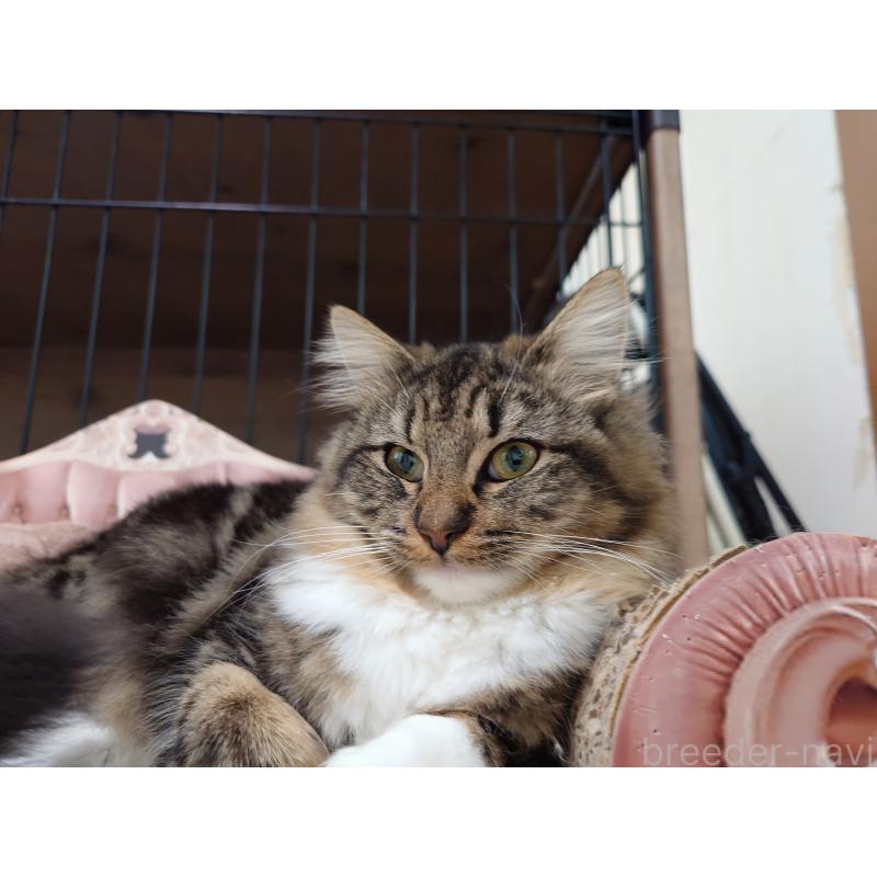 販売中の埼玉県のノルウェージャンフォレストキャット-118663の3枚目