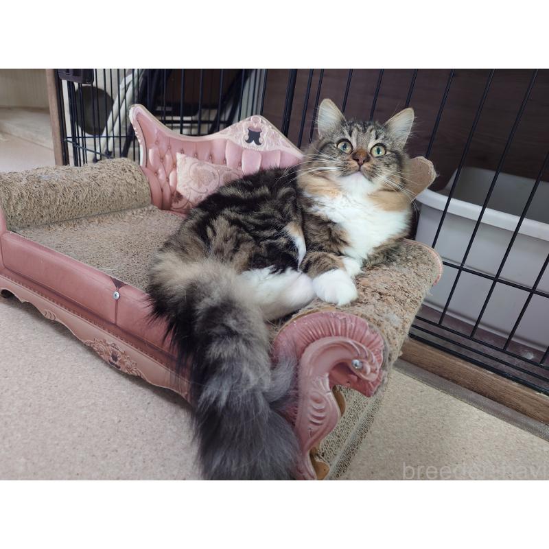 販売中の埼玉県のノルウェージャンフォレストキャット-118663の2枚目