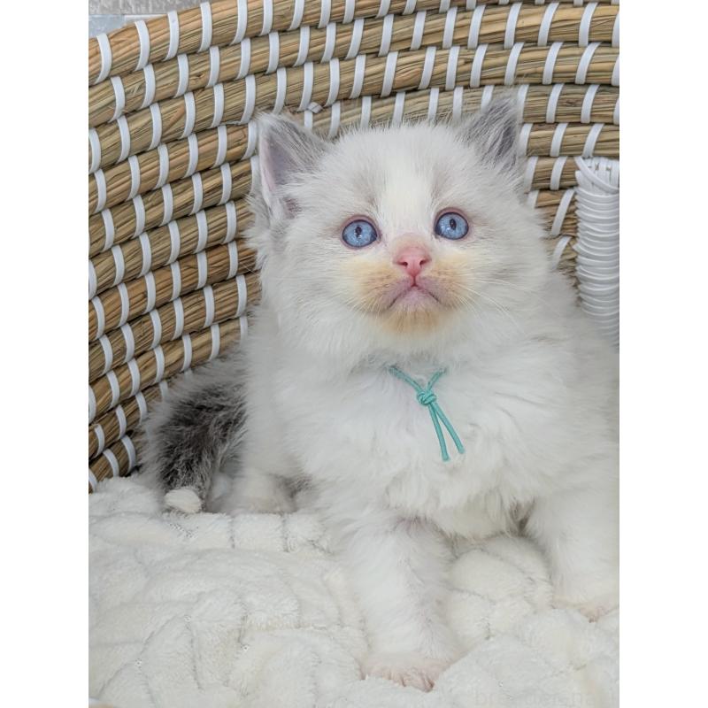 販売中の茨城県のラグドール-134961の4枚目