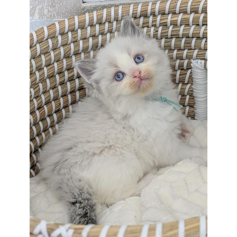 販売中の茨城県のラグドール-134961の3枚目