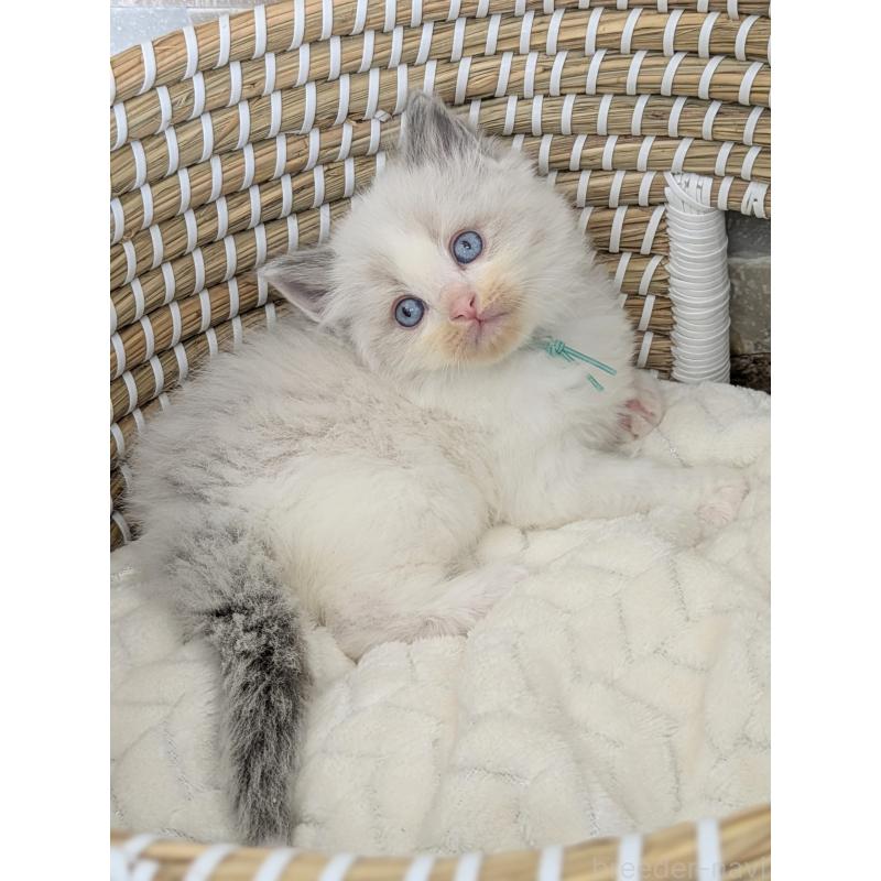 販売中の茨城県のラグドール-134961の2枚目