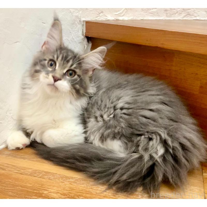 販売中の和歌山県のメインクーン-134960の22枚目