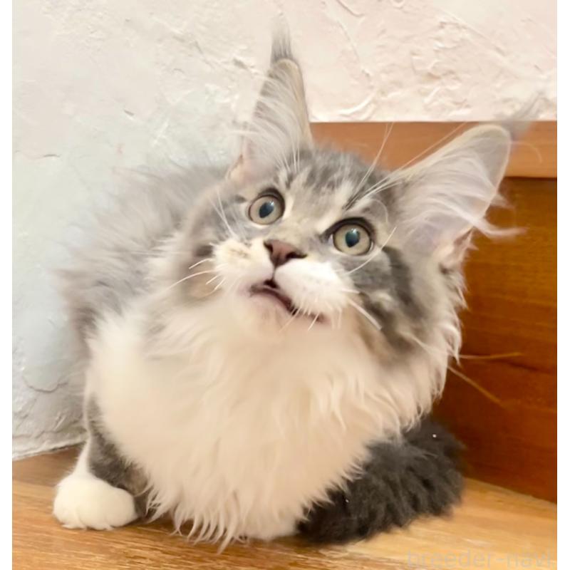 販売中の和歌山県のメインクーン-134960の20枚目