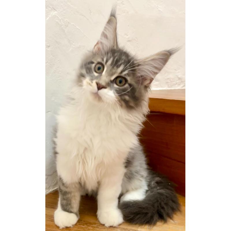 販売中の和歌山県のメインクーン-134960の19枚目