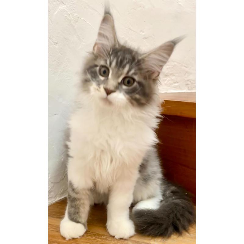 販売中の和歌山県のメインクーン-134960の18枚目