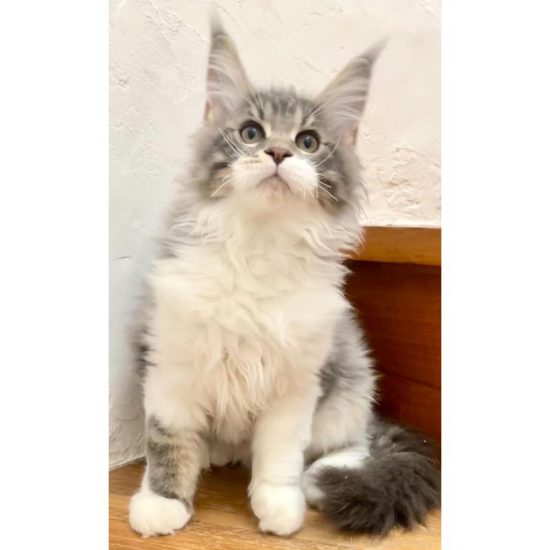 販売中の和歌山県のメインクーン-134960の17枚目