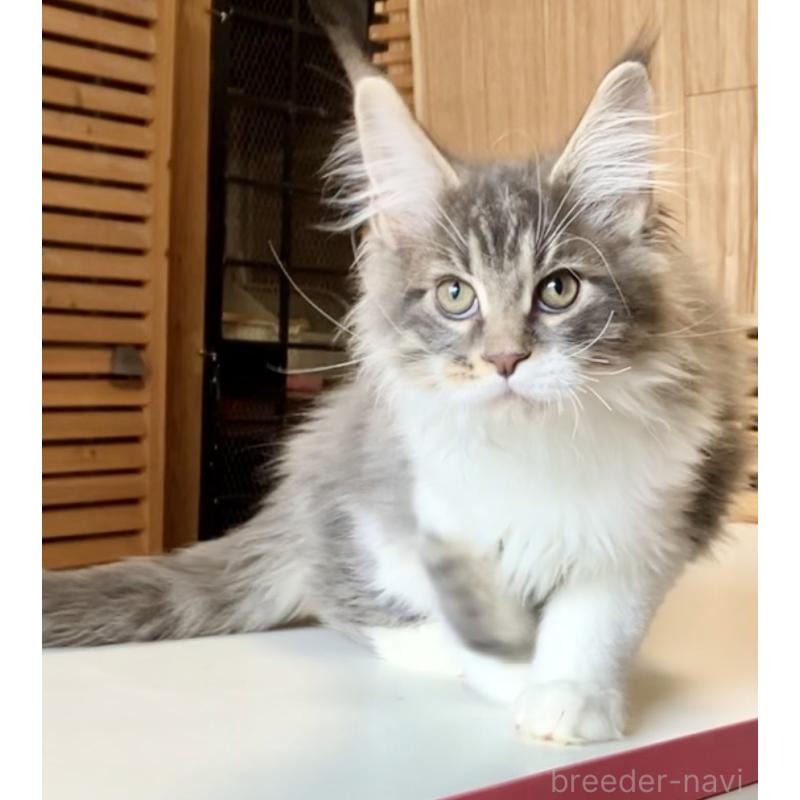 販売中の和歌山県のメインクーン-134960の16枚目