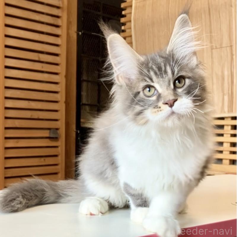 販売中の和歌山県のメインクーン-134960の15枚目