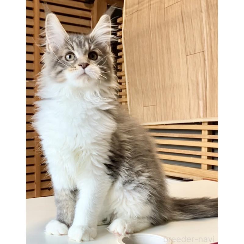 販売中の和歌山県のメインクーン-134960の14枚目